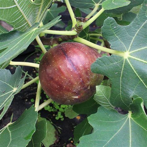 The Meaning And Symbolism Of The Word Fig