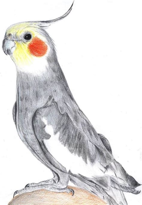 Https://techalive.net/draw/how To Draw A Cockatiel