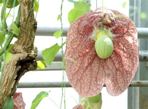 Che piaccia o non piaccia, è ormai di successo. Tra piante esotiche e fiori mediterranei: pienone a Laimburg - Foto - Alto Adige