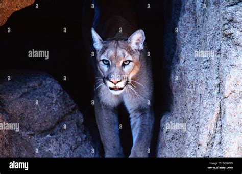 Cougar Felis Concolor Stock Photo Alamy