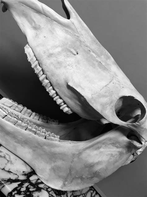 Pair Of Antique Horse Skulls For Sale At 1stdibs Horse Skulls For Sale