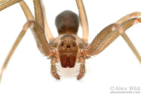 Wolf Spider Vs Brown Recluse Bite Wolf Spider