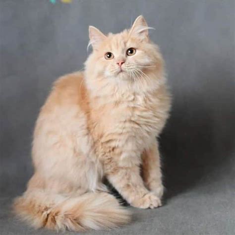 50 Stunning Siberian Cat Colors And Patterns Discover Them All Thepetfaq