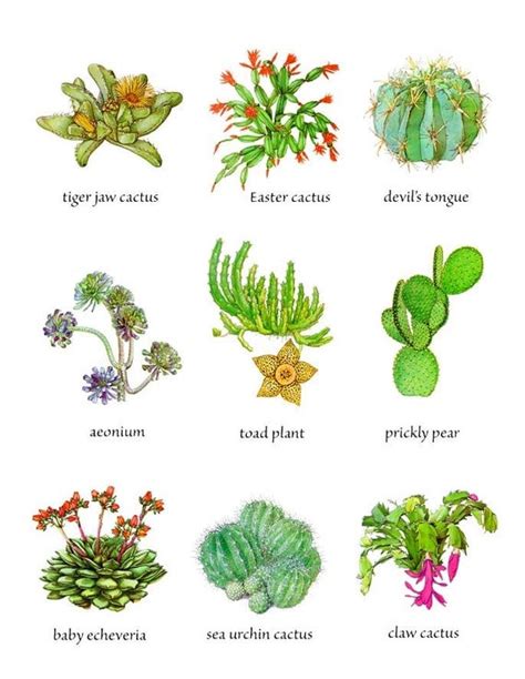 Cactus Plants And Flowers Chart Art By Kelleystreetvintage On Etsy