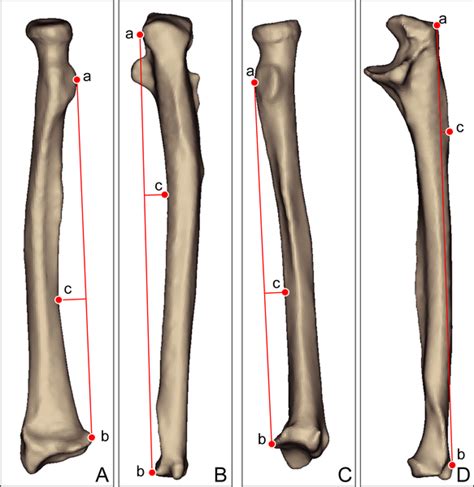 Radius And Ulna