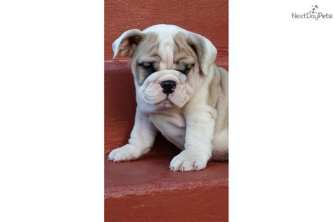 Their smashed faces (brachiocephalic) lead to breathing issues and they have a higher risk for complications from. English Bulldog Puppies phone removed | Red, White Male Bulldog Puppy For Sale in Orlando FL ...