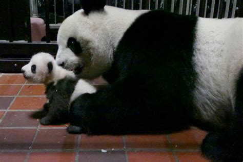 Tokyo Zoo Releases Video Of Fluffy Baby Panda Borneo Post Online