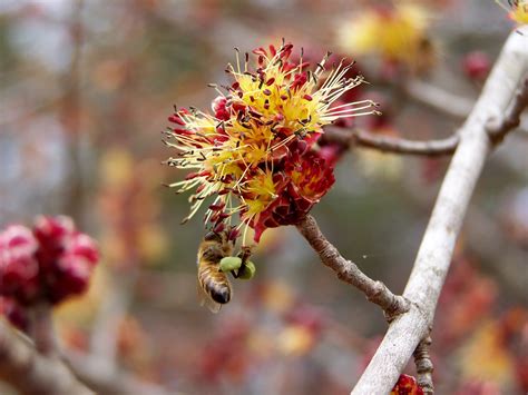 2.bees gather nectar from flowers. Attracting Honey Bees - Beekeeping USABeekeeping USA