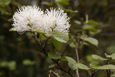 Partial shade shrubs can be difficult to shop for. 30 Best Shrubs for Shade