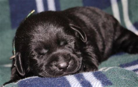 New under $500 browse by breed. AKC Black English Labrador Retriever Puppies for Sale in ...
