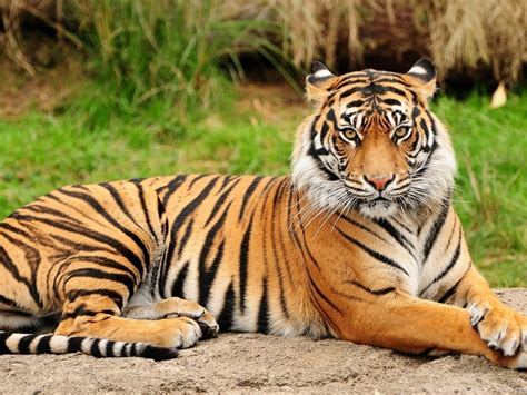 Download Cool Hd Animal Tiger Wallpaper Backgrounds In Animals