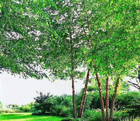 It has the most gorgeous red leaves that absolutely make this tree pop out. Fast-Growing Shade Trees | Fast growing shade trees, Shade ...