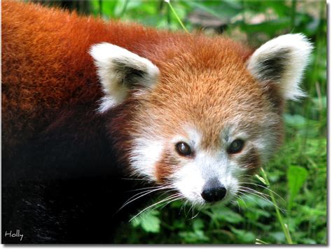 Trevor Zoo Millbrook Ny Red Panda Red Pandas Are Native Flickr