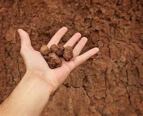 How To Improve Clay Soil Garden Plants Vegetable Clay Soil Garden Soil