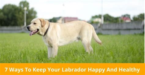 7 Ways To Keep Your Labrador Happy And Healthy Petshubpk