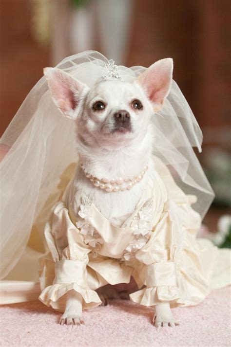 Maybe you would like to learn more about one of these? Foto de Un chihuahua en Beverly Hills 2 - Foto 14 sobre 27 ...