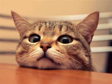 See more ideas about cat wallpaper, crazy cats, cats. Funny Cat Desktop Wallpapers - Wallpaper Cave