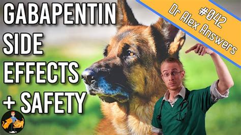 Steroids For Pets The Essential Guide Uses Side Effects Warnings