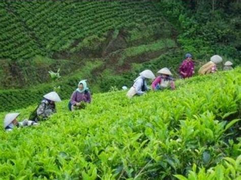 Nomor telpon tentunya pihak pengelola juga menyediakan fasilitas pendukung yang akan membuat kamu merasa nyaman saat berkunjung disini. Nomor Hp Pengelola Kebun Teh Cipasung Majalengka : 5 ...