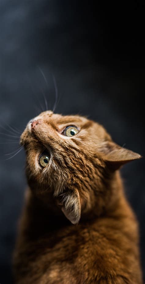 To find more wallpapers on itlcat. Cute Cat Wallpapers HD For Mobile Phone - I Like Cats Very ...