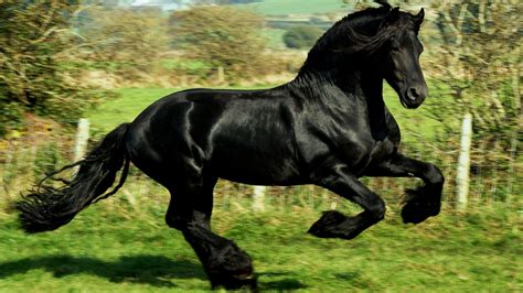 horse, Animals, Running Wallpapers HD / Desktop and Mobile Backgrounds