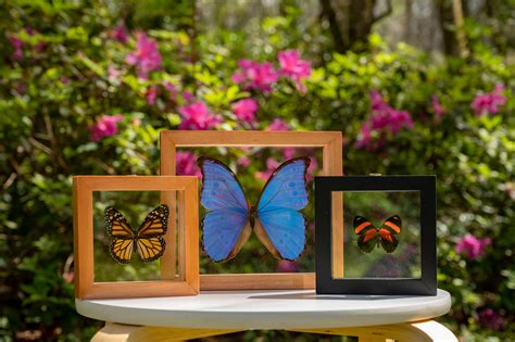 Wood Framed Butterflies Shopping