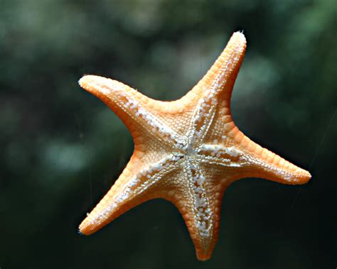 Filestarfish Wikipedia