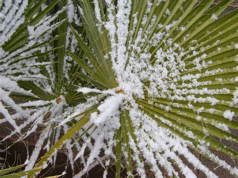 Snow On Palm Tree Freshly Fallen Snow On Palm Tree Novemb Flickr