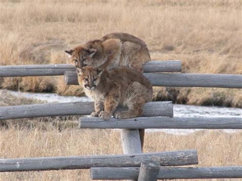 Nebraska Game And Parks Commission Approves 2022 Hunt Mountain Lion