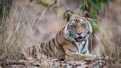Bandhavgarh Tiger Reserve India Full Hd Youtube