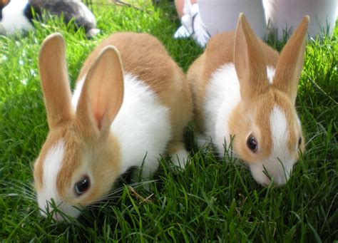 Dutch For Sale Rabbits Breed Information Omlet