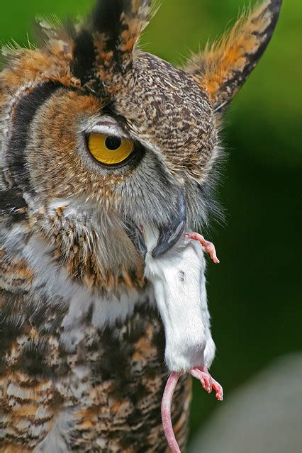 Barn owls eat mostly small mammals, particularly rats, mice, voles, lemmings, and other rodents; Great Horned Owl Eating | Flickr - Photo Sharing!