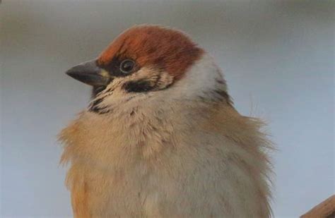 Nun gilt es, alte nester mitsamt den darin lebenden parasiten wie vogelflöhen, milben und zecken zu entfernen, damit die vogelbrut im kommenden jahr nicht übermäßig befallen wird. 28 HQ Images Wann Brüten Spatzen : Neuburg Schrobenhausen ...
