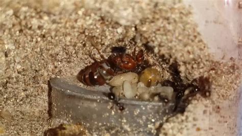 Honey Pot Ants E69