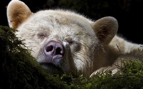 Sleeping Bear Wallpapers And Images Wallpapers Pictures Photos
