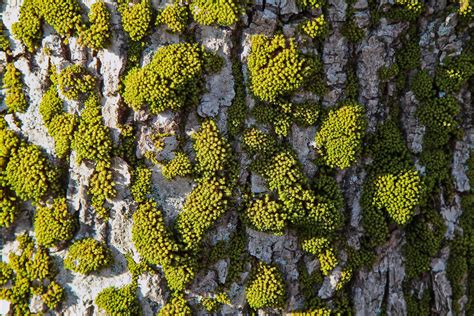 4k Tree Moss Wallpapers High Quality Download Free