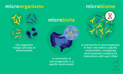 What Is The Microbiome And Why Is It Important Eufic