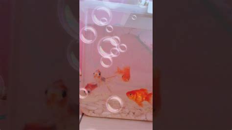 Umpan ikan mas memang tersedia di beberapa toko ikan dan toko pancing, namun dengan membuat sendiri tentu akan lebih murah. ikan emas - YouTube