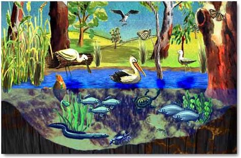 What Kinds Of Plants And Animals Live In The Wetlands Animals