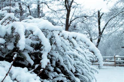 Snow Covered Branches 02 Free Stock Photo Public Domain Pictures