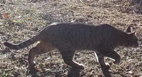 What kind of wild cat? It's about the size of a short-legged medium dog