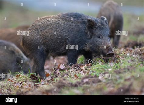 Wild Boar Forest Of Dean Stock Photo Alamy