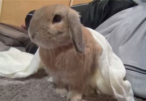 Watch A Bunny Throw A Tantrum Whenever He Stops Getting Pet Animals
