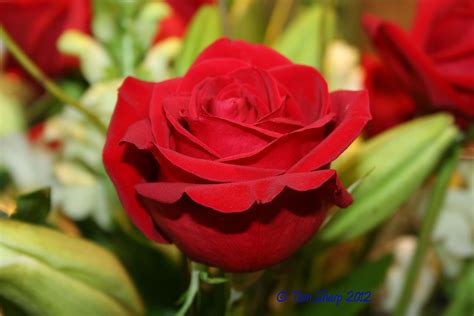 Jan 17, 2017 · when mrs nichols was leaving, my mother went to the door with her and holding mrs nichols' hand in both of hers she said, 'everything will be alright,' and kissed her on the cheek. Nichols Hills, OK | Flowers, Plants, Rose