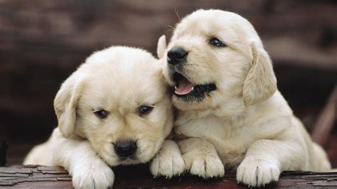 Cute Doggie Dogs Puppies Wallpaper Wallpaperforu
