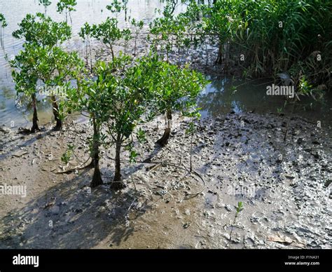 Mangrove Swamp In The Estuaryat The Ebb Tide Moment Stock Photo Alamy