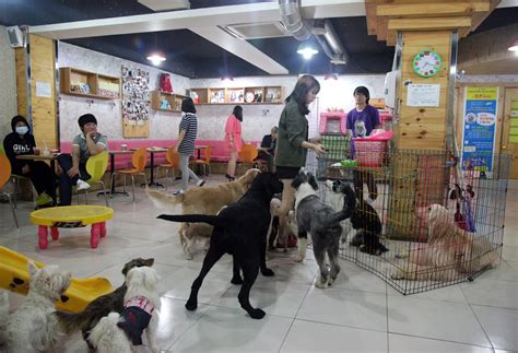 See 93,502 tripadvisor traveller reviews of 2,244 penang island restaurants and search by cuisine, price, location, and more. Bit of Sugar: Dog Cafe in Myeong Dong Korea