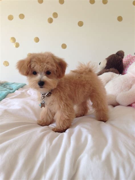 Maltipoo Puppy Getting One This Summer I Can Hardly Wait Hopefully
