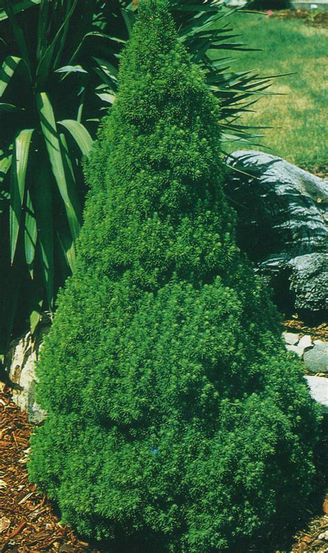 Dwarf Alberta Spruce Compact Slow Growing Evergreen Full Sun Up