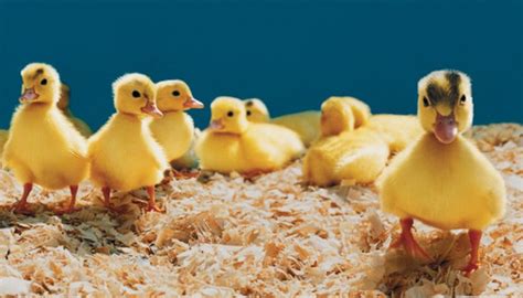 Maybe you would like to learn more about one of these? How to Breed Pekin Ducks | Animals - mom.me